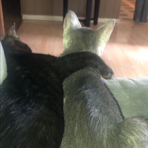 Meet your Posher, Yacqueline - Picture 1 of 1